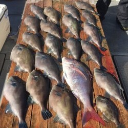 ゲームフィッシング バレントン 釣果