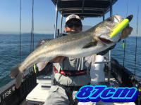 オーシャンマスター 釣果