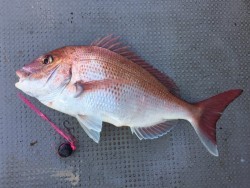 ゲームフィッシング バレントン 釣果