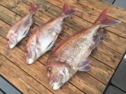 ゲームフィッシング バレントン 釣果