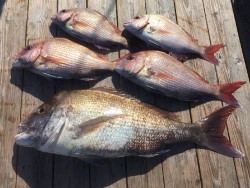 ゲームフィッシング バレントン 釣果