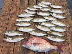 ゲームフィッシング バレントン 釣果