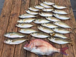 ゲームフィッシング バレントン 釣果