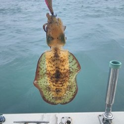 松本釣船２ 釣果