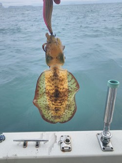 松本釣船２ 釣果