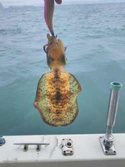 松本釣船２ 釣果