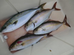 ＢＩＧ－ＯＮＥ 釣果