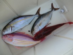 ＢＩＧ－ＯＮＥ 釣果