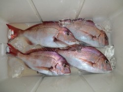 ＢＩＧ－ＯＮＥ 釣果