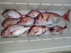 ＢＩＧ－ＯＮＥ 釣果