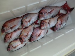 ＢＩＧ－ＯＮＥ 釣果