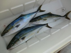 ＢＩＧ－ＯＮＥ 釣果