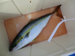 ＢＩＧ－ＯＮＥ 釣果