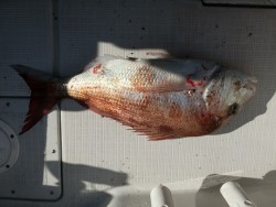 イーグルⅡ世号 釣果