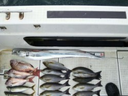 さぶろう丸 釣果