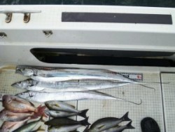 さぶろう丸 釣果