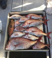 LUZ PLAYA　ルスプラージャ 釣果