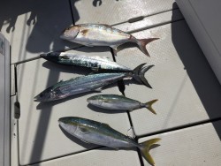 オーシャンキッズ 釣果