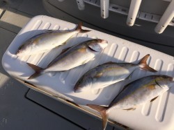 オーシャンキッズ 釣果