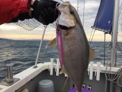 オーシャンキッズ 釣果