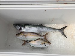 オーシャンキッズ 釣果