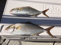 オーシャンキッズ 釣果