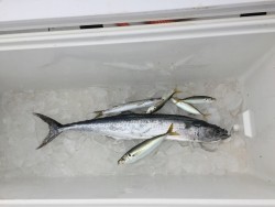 オーシャンキッズ 釣果