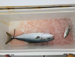 オーシャンキッズ 釣果