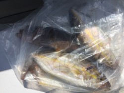 オーシャンキッズ 釣果