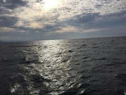 オーシャンキッズ 釣果