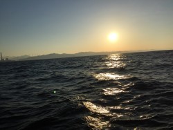 オーシャンキッズ 釣果