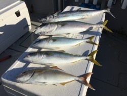 オーシャンキッズ 釣果