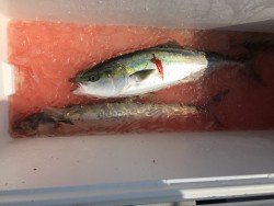 オーシャンキッズ 釣果