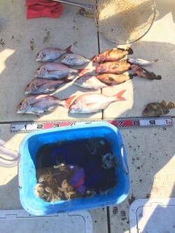 リトルワン 釣果