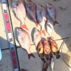 リトルワン 釣果