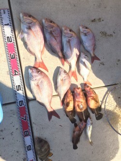 リトルワン 釣果