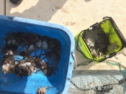 リトルワン 釣果