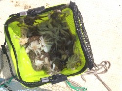 リトルワン 釣果