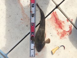 リトルワン 釣果