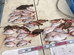 リトルワン 釣果