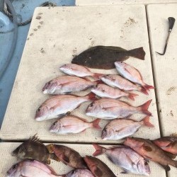 リトルワン 釣果