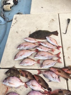 リトルワン 釣果