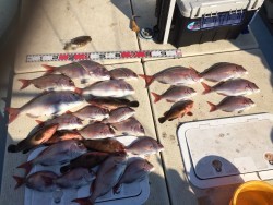 リトルワン 釣果