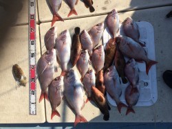 リトルワン 釣果