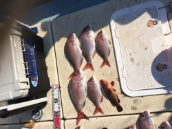 リトルワン 釣果