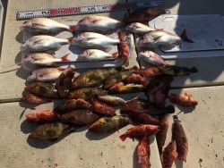 リトルワン 釣果