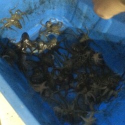 リトルワン 釣果