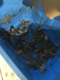 リトルワン 釣果