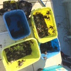 リトルワン 釣果