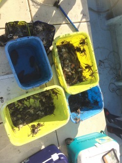 リトルワン 釣果